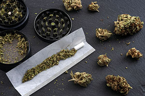 Cannabisharz und Cannabiskraut weisen heute im Schnitt doppelt so viel THC auf wie vor zehn Jahren.