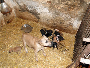 Tierbabys kommen aus &bdquo;Vermehrerstationen&ldquo; in Osteuropa und werden mit gef&auml;lschten Papieren in Westeuropa verkauft.