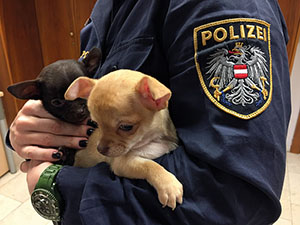 Von der Polizei in Wien gerettete, illegal gehandelte Welpen.