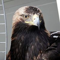 Der in der N&auml;he von Tulln angeschossene Kaiseradler erholte sich rasch von seinen Schussverletzungen und wurde wieder in die Freiheit entlassen.