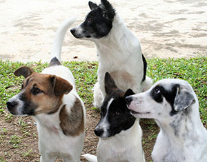 Hunde: In 90 Prozent der F&auml;lle werden Bissverletzungen durch den eigenen Hund oder den eines Bekannten verursacht. 27 Prozent der Bissopfer sind Kinder und Jugendliche.