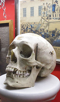 Der Sch&auml;del des Serienm&ouml;rders Hugo Schenk (Wiener Kriminalmuseum).