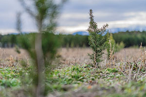 7.060 B&auml;ume aus 16 verschiedenen Baum arten wurden gepflanzt