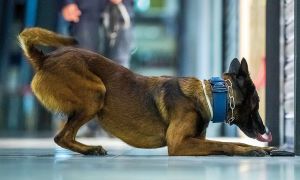 60.000 Diensthundeeins&auml;tze verzeichnete die Polizei 2023 &ndash; von der Personen- &uuml;ber die Suchtmittel- bis hin zur Sprengstoffsuche