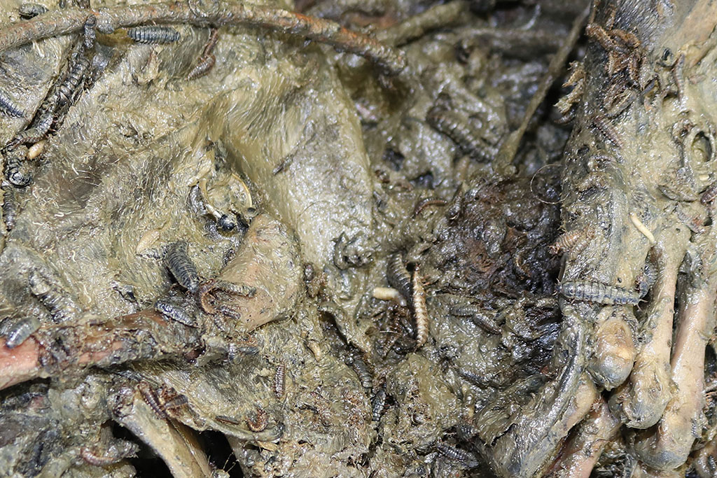 K&auml;ferlarven auf einem Leichnam im fortgeschrittenen Zersetzungsstadium. Sie z&auml;hlen zu den charakteristischen Besiedlern verwesender K&ouml;rper und sind f&uuml;r die forensische Entomologie von Bedeutung